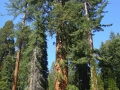 Sequoia NP